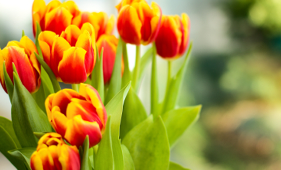 tulipani